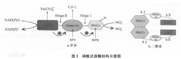 硝酸還原酶（NR）結(jié)構(gòu)示意圖